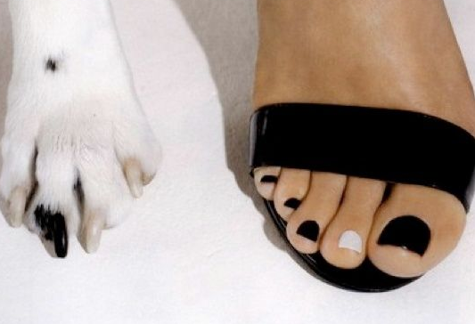 Manicure female foot next to manicured dog paw in black and white.